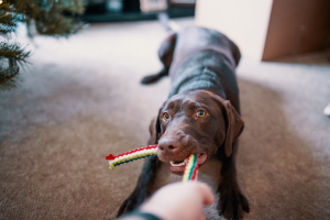 a brown dog tugs on a chew toy