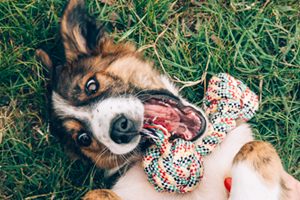 dog with toy