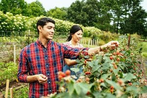 people picking berries