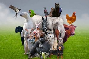 animals