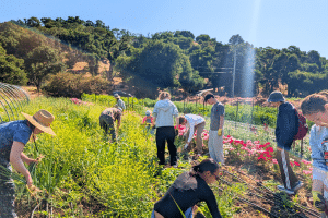 A group of teens harvesting vegetables at a community farm